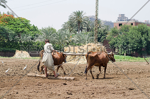 a farmer with two cows plowing