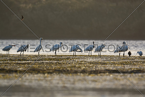 a group of Eurasian spoonbill birds by the water