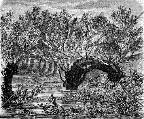 Willow vegetating both ends near levees of the Loire, at Blois, vintage engraved illustration. Magasin Pittoresque 1873.