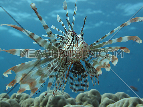 Lion fish with a clear turquoise backdrop