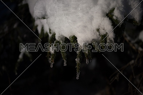 tree covered with fresh snow at winter night, back light with lens flare