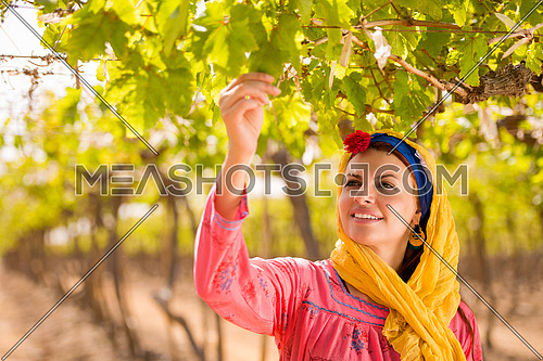 Young beautiful middle eastern woman enjoys the farm grapes with a smile on her face on a sunny summer day