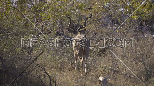 View of a bull Kudu walking away