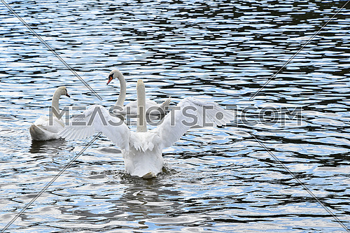 Close up group of several beautiful white swans swim, float and row in water with waves and ripples, high angle view