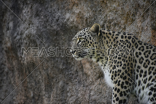 Close up profile portrait of female African leopard resting alerted on rock shelf, low angle, side view