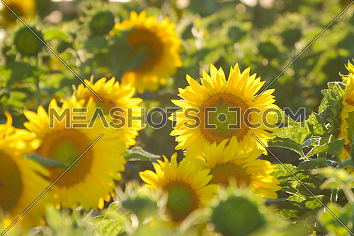 sunflowers field   (NIKON D80; 6.7.2007; 1/320 at f/6.3; ISO 400; white balance: Auto; focal length: 230 mm)