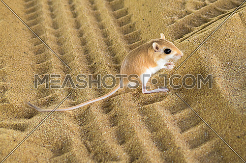 Desert Kangaroo rat on sand and Tyre markings