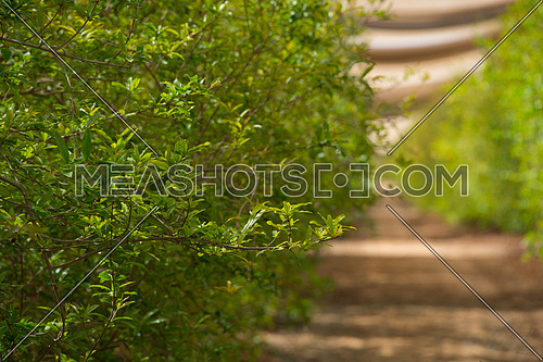 green bushes in an agricultural land