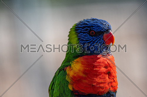 Rainbow lorikeets (Trichoglossus haematodus) are brightly colored, medium-sized parrots that are not considered to be established in the wild in New Zealand