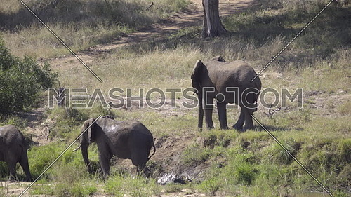 Left pan of three elephants on a grassy river bank