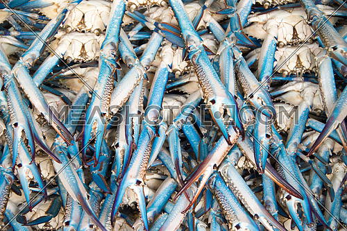 blue crab in fish market stall