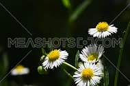 Wild meadow chamomile flowers shaking and trembling in the wind over dark green background of field, close up