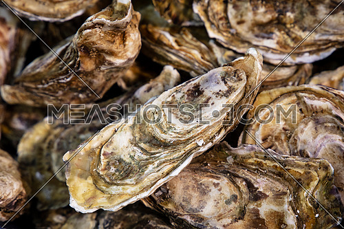 Close up fresh catch of several raw oysters at retail display of fisherman market, close up, high angle view