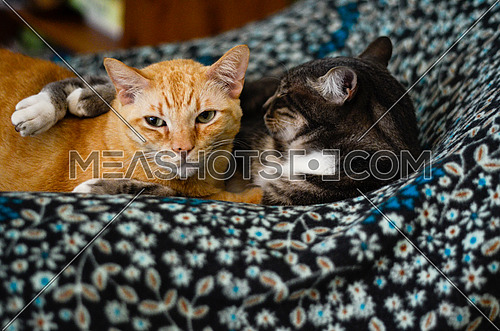 Two cats cuddling on a blanket