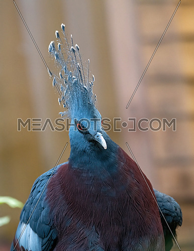 The Victoria crowned pigeon part of a genus of three unique, very large, ground-dwelling pigeons native to the New Guinea region.