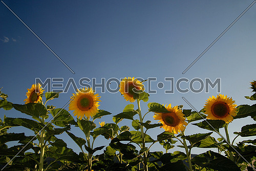 sunflowers field   (NIKON D80; 6.7.2007; 1/200 at f/4; ISO 100; white balance: Auto; focal length: 18 mm)