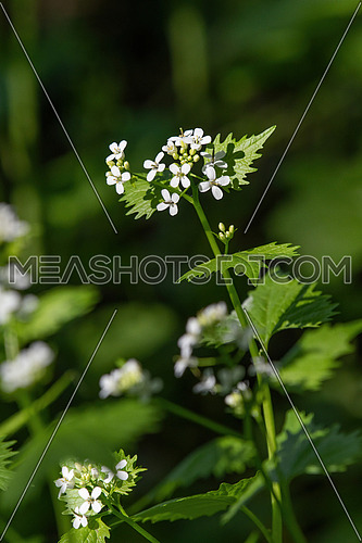Macro closeup of medicative herb blossom Garlic mustard (Alliaria petiolata)
