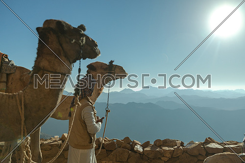 mid shot for a camel and a bedouin male at Camels rest area in Sinai Mountain at day.