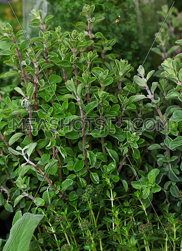 Close up geen fresh sweet marjoram (Origanum majorana) spicy herb sprouts growing, high angle view