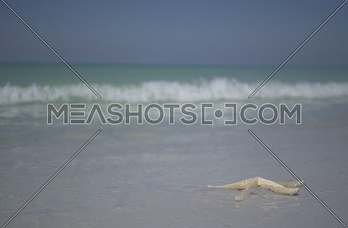 starfish on a sandy beach