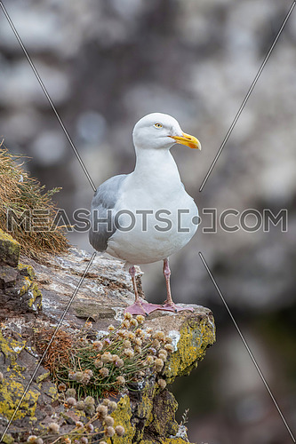 European Herring Gull is one of the best known of all gulls along the shores of western Europe.