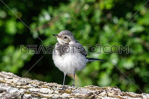Close-up photography of young beautiful white wagtail or Motacilla alba