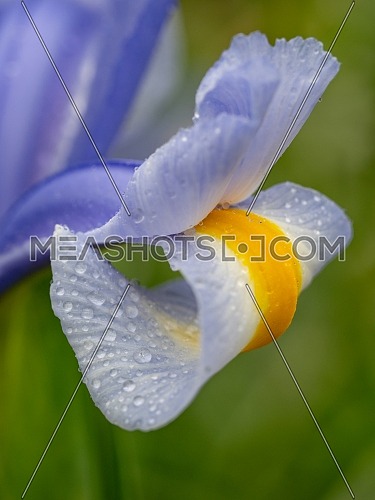 Close-up abstract image of purple iris flower(Iris douglasiana). Spring macro outdoor