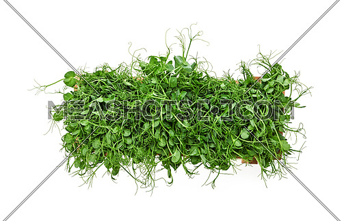 Close up fresh green peas microgreen sprouts in wooden box isolated on white background, elevated top view, directly above