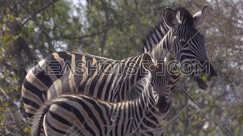 View of foal and mother Zebra looking at camera