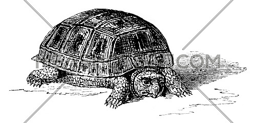 Moorish tortoise eclose by artificial incubation, natural size, vintage engraved illustration. Magasin Pittoresque 1852.