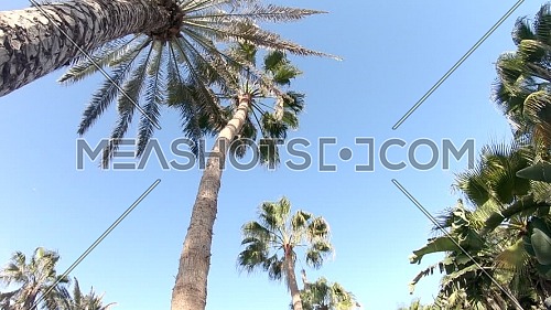 Camera fly among palm trees