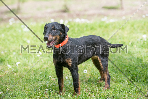 Beautiful German Hunting Terrier standing in the garden
