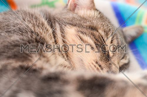 Close up on a cat sleeping