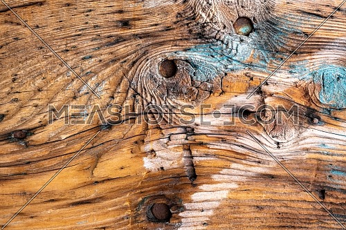 Hardwood tree cutting trunk backgrounds, natural cut stump wooden texture and timber patterns.