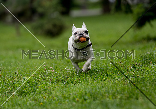 French bulldog running in the garden