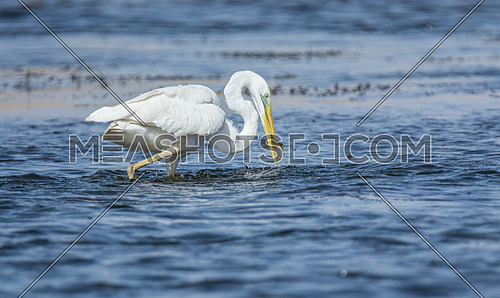 Great White Egret Fishing
