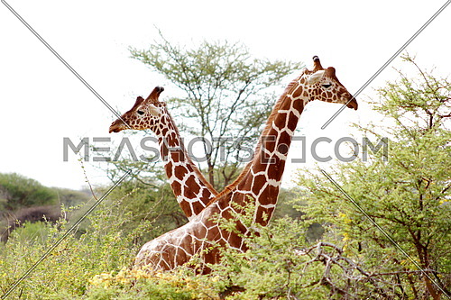 Two Giraffes in a field