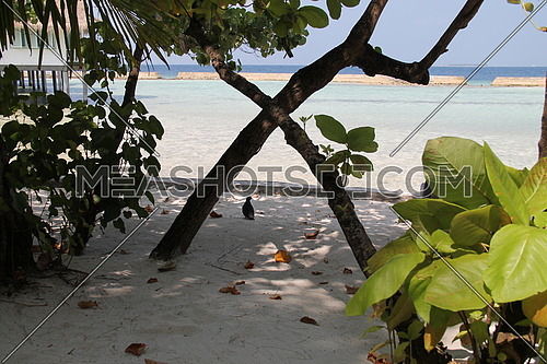 Ocean view from the beach , Maldives