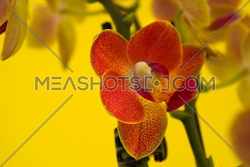 Tropical orange phalaenopsis orchid blossoms against yellow background