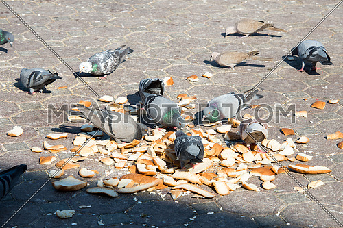 pigeons eating from the ground
