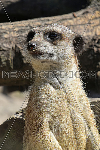 Close up front portrait of one meerkat looking away alerted, low angle view