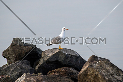 Portrait of yellow-legged gull (Larus michahellis) bird in natural environment