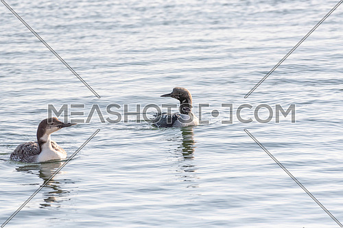 Black-throated diver (Gavia arctica) and Common Loon (Gavia Immer) swimming together in the sea