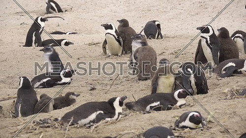 View of a group of penguins with nestling chicks