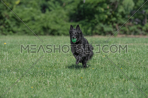 Belgian Shepherd Running Through the Grass. Selective focus on the dog