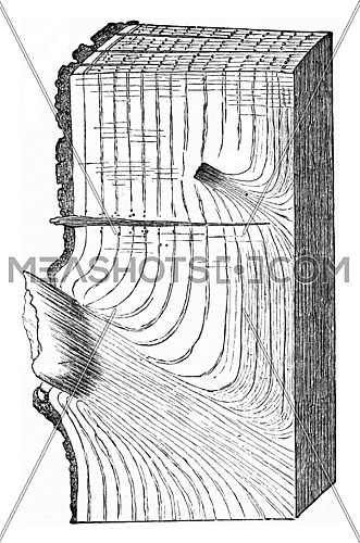 State of a portion of Oak tron after falling branches, effected following the natural process, vintage engraved illustration.