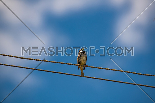Spanish sparrow (Passer hispaniolensis) on power cabble