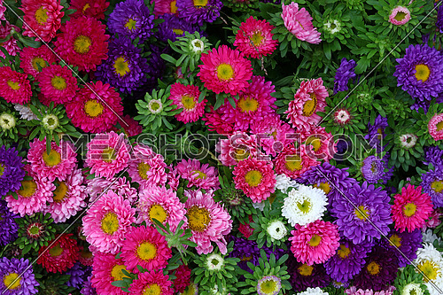 Close up background of fresh multi colored small aster flower heads, elevated top view, directly above