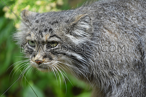 Close up portrait of one cute Manul (The Pallas's cat or Otocolobus manul) looking at camera, low angle view
