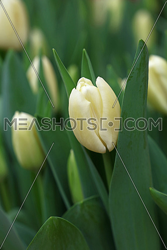 Pale white fresh springtime tulip flowers with green leaves growing in field, close up, high angle view